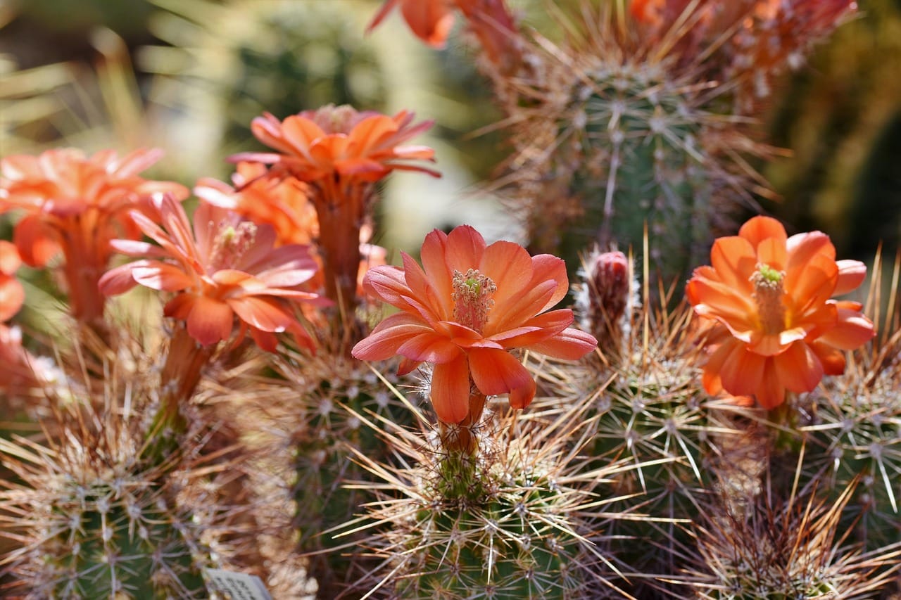 cactus