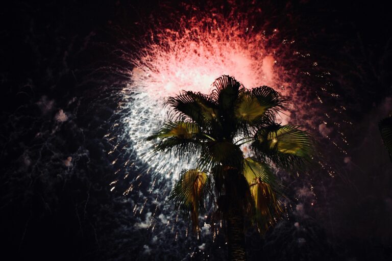 palm tree with fireworks