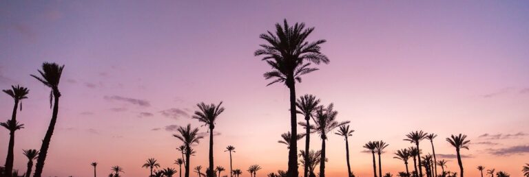 Palm Trees
