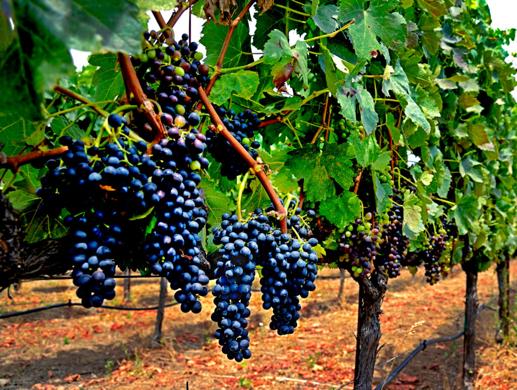 grapes